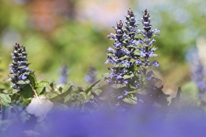 Ajuga Reptans Prints: Bugle, Ajuga reptans