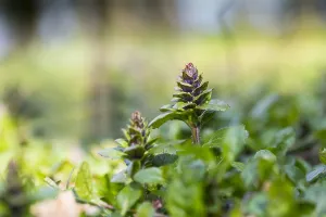 Ajuga Reptans Prints: Bugle, Ajuga reptans