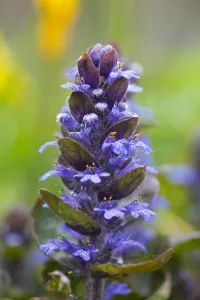 Ajuga Reptans Prints: Bugle, Ajuga reptans
