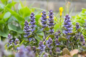 Ajuga Reptans Prints: Bugle, Ajuga reptans