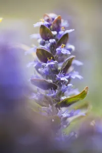Ajuga Reptans Prints: Bugle, Ajuga reptans