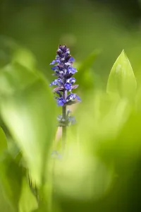 Ajuga Reptans Prints: Bugle, Ajuga reptans