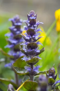 Ajuga Reptans Prints: Bugle, Ajuga reptans