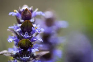 Ajuga Reptans Prints: Bugle, Ajuga reptans