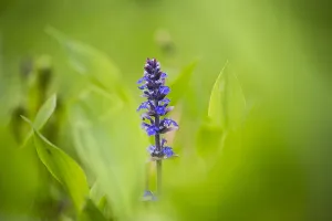 Ajuga Reptans Prints: Bugle, Ajuga reptans