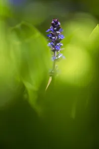 Ajuga Reptans Prints: Bugle, Ajuga reptans