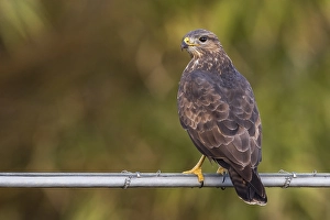 European Raptor Birds Prints: Buizerd; Common Buzzard; Buteo buteo