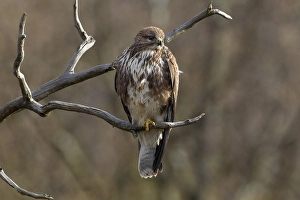 Birds In Europe Prints: Buizerd, Common Buzzard, Buteo buteo