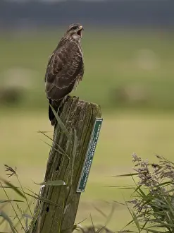 Images Dated 16th September 2008: Common Buzzard Print, Buteo buteo perched on pole