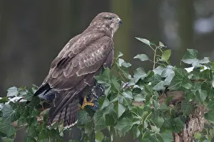 Buteo Buteo Prints: Buizerd, Common Buzzard, Buteo buteo