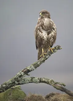 Buteo Buteo Images Prints: Buizerd, Common Buzzard, Buteo buteo