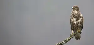 Buteo Buteo Images Prints: Buizerd, Common Buzzard, Buteo buteo