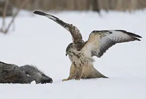 Buteo Buteo Prints: Buizerd, Common Buzzard, Buteo buteo