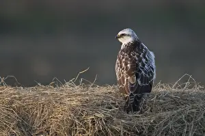 Buteo Buteo Prints: Buizerd, Common Buzzard, Buteo buteo