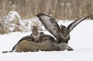 Buteo Buteo Prints: Buizerd, Common Buzzard, Buteo buteo