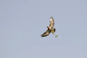Buteo Buteo Species Prints: Buizerd, Common Buzzard, Buteo buteo
