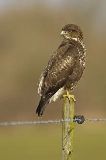 Buteo Buteo Images Prints: Buizerd, Common Buzzard, Buteo buteo