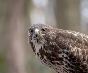 Birds Of The Netherlands Prints: Buizerd, Common Buzzard, Buteo buteo