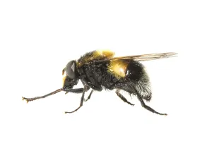 Close Up Macro Photos Prints: Bumblebee Hoverfly, Volucella bombylans