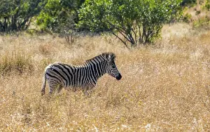 Burchell's Zebra Prints: Burchell's Zebra, Burchellzebra, Equus quagga burchellii