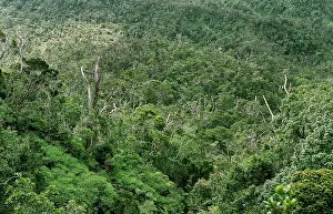 Bwindi Impenetrable Forest Prints: Bwindi Impenetrable Forest Uganda