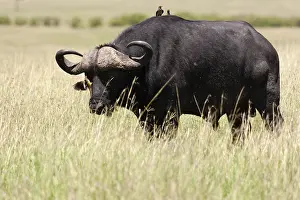 Syncerus Caffer Habitat Prints: Cape buffalo, Syncerus caffer