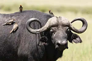 Syncerus Caffer Images Prints: Cape buffalo, Syncerus caffer