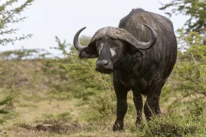 Masai Mara National Park Prints: A Cape buffalo, Syncerus caffer