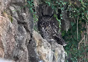 Cape Eagle-Owl Print: Daytime Roost Image