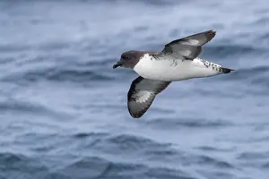 Birds Flying Over Water Prints: Cape Petrel, Daption capense