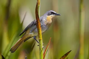 Daytime Animal Photos Prints: Cape Robin-chat, Dessonornis caffer