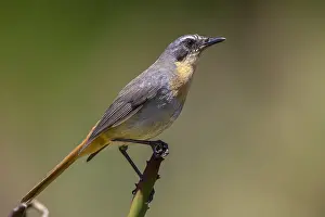 Western Cape Wildlife Prints: Cape Robin-chat, Dessonornis caffer