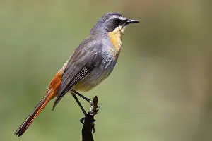 Western Cape Wildlife Prints: Cape Robin-chat, Dessonornis caffer