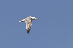Netherlands Nature Photography Prints: Caspian Gull, Larus cachinnans