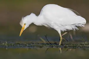 Cattle Egret Prints: Cattle Egret