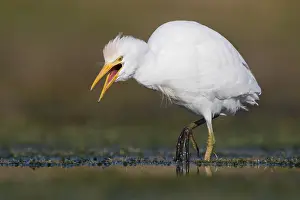 Daytime Wildlife Photos Prints: Cattle Egret