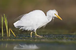 Marshland Wildlife Photography Prints: Cattle Egret