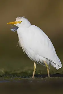 Nature Photography Italy Prints: Cattle Egret