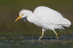 Marshland Animals Prints: Cattle Egret