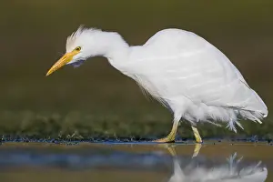 Nature Images Prints: Cattle Egret