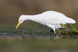 Cattle Egret Prints: Cattle Egret