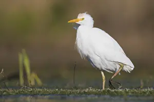 Nature Images Prints: Cattle Egret