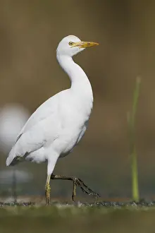 Marshland Animals Prints: Cattle Egret