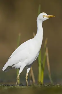 Wildlife Animals Prints: Cattle Egret