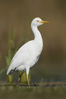 Nature Portrait Photography Prints: Cattle Egret