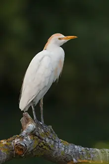 Cattle Egret Prints: Cattle Egret
