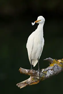 Cattle Egret Prints: Cattle Egret