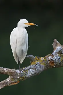 Cattle Egret Prints: Cattle Egret