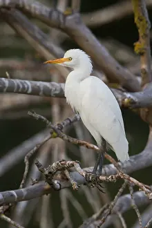 Cattle Egret Prints: Cattle Egret