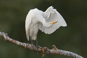 Bird Preening Behavior Prints: Cattle Egret